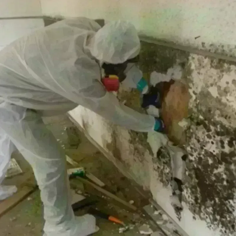 Mold Remediation and Removal in Chevy Chase, DC